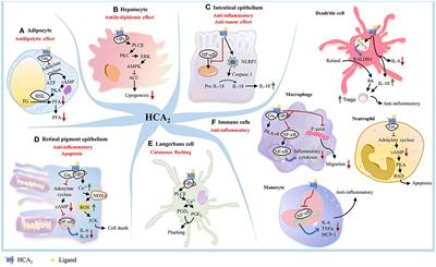 Role of HCA2 in Regulating Intestinal Homeostasis and Suppressing Colon Carcinogenesis